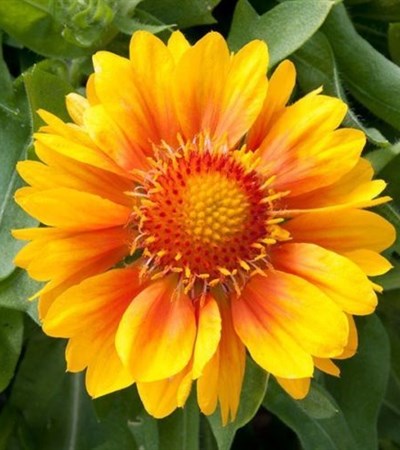 Blanket Flower Mesa™ Peach